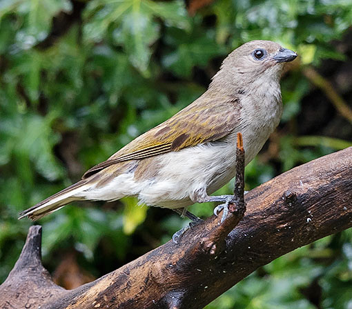 Lesser Honeyguide